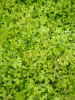 Selaginella kraussiana 'Aurea' Krauss's Gold Spikemoss Plug £3.25