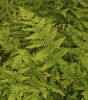Thelypteris ovata Var. Lindheimeri Oval maiden Fern 9cm pot £4.95