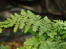 Woodsia obtusa Blunt-lobed Woodsia 9cm £3.95
