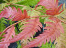 Woodwardia unigemmata Jewelled Chain Fern Plug £4.50