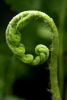 Woodwardia fimbriata- Giant Chain Fern 9cm £4.95