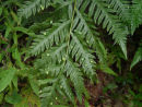 Woodwardia orientalis Oriental Chain Fern plug £2.95