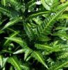 Arachniodes simplicior East Indian Holly Fern Plug £3.25