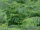  Pteridium aquilinum Bracken 9cm £3.95