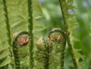 Matteucia struthiopteris 'The King' (Jumbo) Giant Ostrich Fern 9cm £4.95