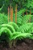 Osmunda cinnamomea-  Cinnamon Fern Plug plant £3.25