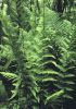 Dryopteris X australis Dixie Wood Fern 9cm £4.95