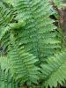 Dryopteris affinis  'Crispa' 9cm £4.50