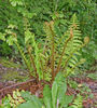 Dryopteris affinis-  Golden Scale Male Fern 9cm £3.95