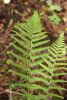 Dryopteris filix-mas 'Furcans' Forked Male Fern 9cm £3.95