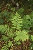 Dryopteris goldiana Goldie's Fern 9cm £3.95