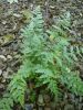 Dryopteris marginalis 9cm £4.50