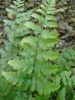 Dryopteris marginalis Plug £2.95