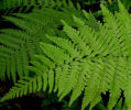 Dryopteris sichotensis (syn. D. coreano Ssp. Montana 9cm £4.50