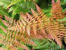 Dryopteris erythrosora 'Brilliance'-  Brilliant red Buckler Fern Plug £3.25