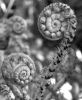 Ferns for Dry Shade Collection (A). 7 named ferns £33.00 including delivery
