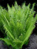 Matteuccia struthiopteris Shuttlecock/Ostrich Fern 9cm £4.50