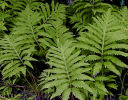 Onoclea sensibilis- Sensitive Fern 9cm £4.50