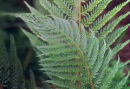 Polystichum setiferum 'Pulcherrimum Bevis' 9cm £5.95