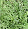 Polypodium  'Whitley Giant' 9cm £5.95