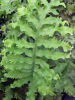 Phlebodium aureum 'Mandaianum' Sold out