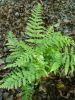 Polystichum braunii Braun's Holly Fern 9cm £3.95