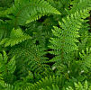 Polystichum setiferum . 'Dahlem' 9cm £3.95