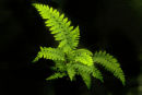 Polystichum setiferum .'Wollastonii' 9cm £3.95
