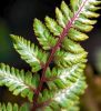 Athyrium nipponicum'Red Beauty'- Japanese Painted Fern 9cm £4.50