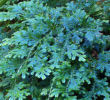 Selaginella uncinata-  Rainbow Spikemoss Plug £3.50
