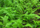Thelypteris noveboracensis New York Fern Sold out