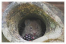 Mouse eating a Blackberry