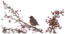 American Robin