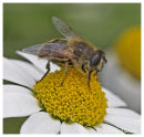 Bee on daisy 1
