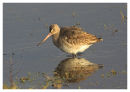 Black Tailed Godwit