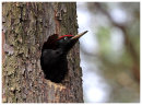 Poland Birds.