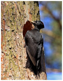 Poland Birds.