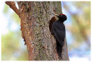 Poland Birds.