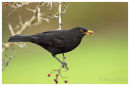 Autumn Thrushes
