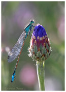 Dragons & Damsels