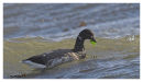 Brent Goose