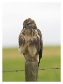 Buzzard posing on a post.