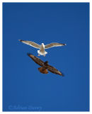 Buzzard mobbed by Herring Gull