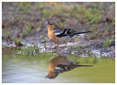 Bathing Birds