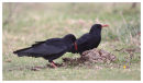 Choughs