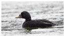 Common Scoter 2