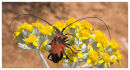 Long Horned Beetle