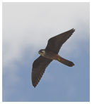 Eleonora's Falcon