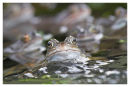 Frogs and Spawn