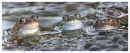 Three Common  Frogs